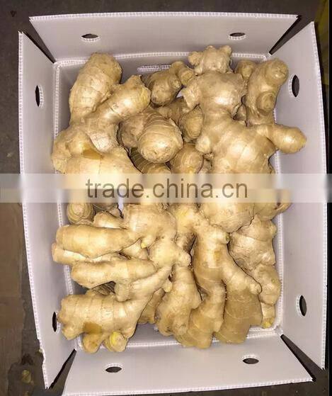 Fresh Ginger supplier