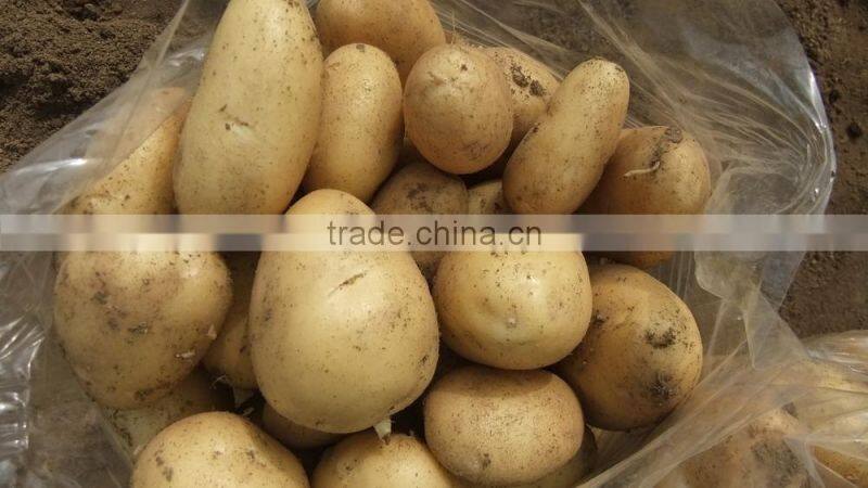 2015 super quality of the potato