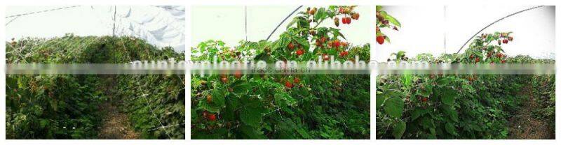 vegetable trellis netting,plants protection net apoio planta net with cheap price