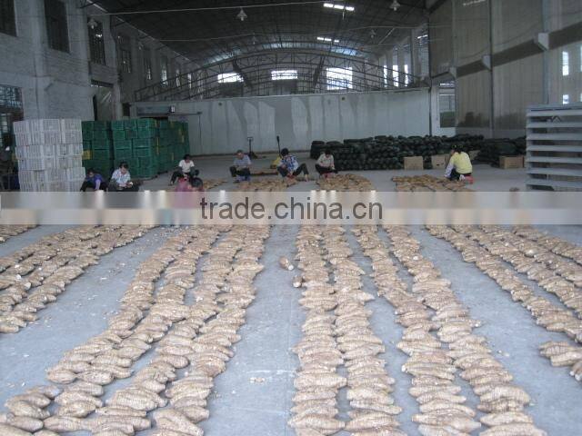 2015 fresh harvest Pueraria lobata arrow root