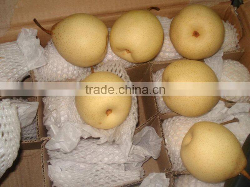 2015 new crop fresh pears bulk purchase