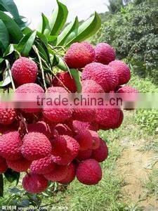 Canned fruit Canned lychee in syrup