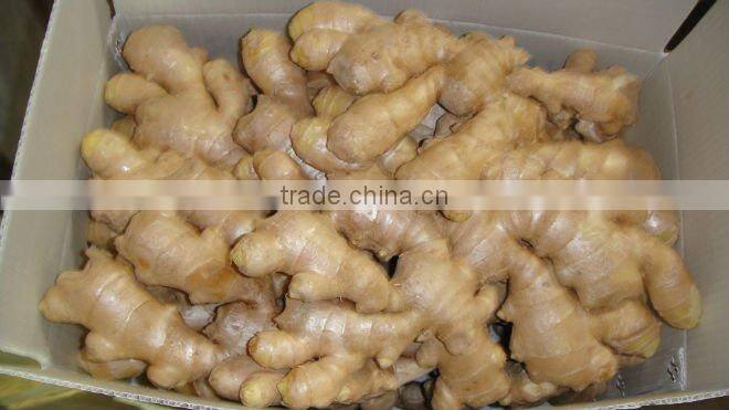 Fresh mature ginger