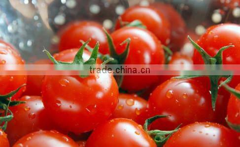 High quality Yum Yum Tomato Paste in Can