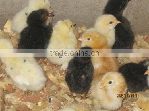 XSB-4 4224pcs cheap egg incubator for sale