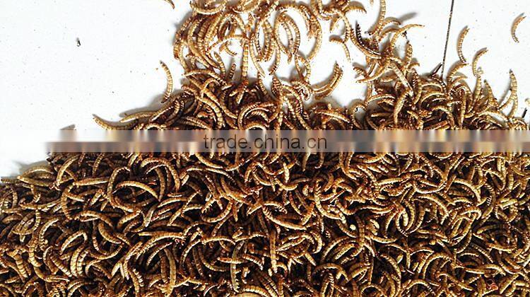 2.8 cm Reptiles Pet Food Dried Mealworms;China Products Dried Mealworms