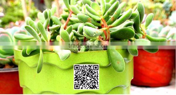 260*215 Biodegradable Colorful Plant Flower Pot Eco Planer