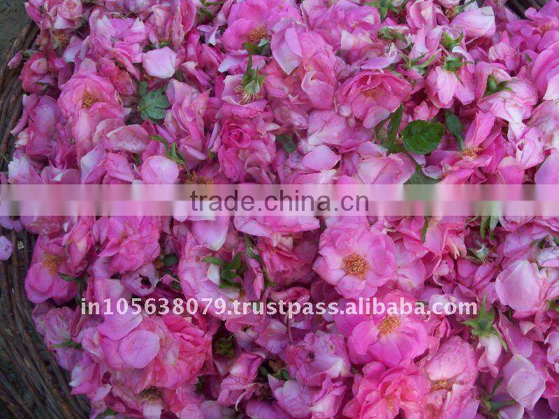 Rose Absolute / Rosa damascena Oils, Rose Oils