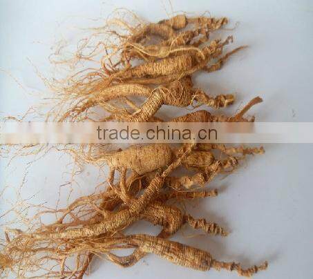 wild gensing, natural wild gensing, panax gensing,jilin gensing