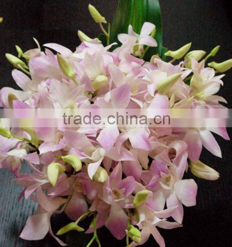 Durable best sell fresh pink color cattleya orchid