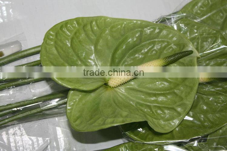 Diversified in packaging top sell high breed seeds antirrhinum majus flower