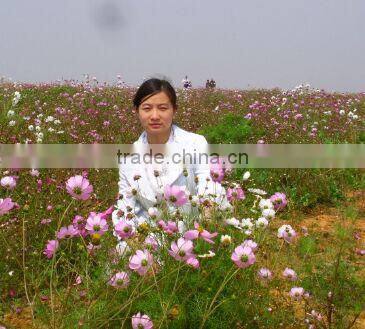 RJ polycrystalline pv module 40 w 50w solar panel made in china