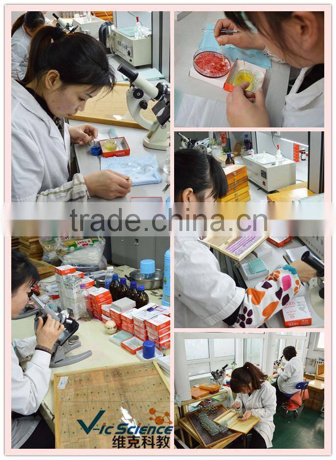 Differnt kinds of prepared microscope slides pine wood box