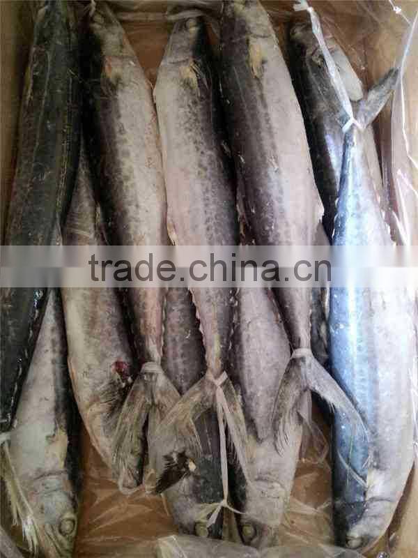 IQF Spanish Mackerel whole round of size 500-700g