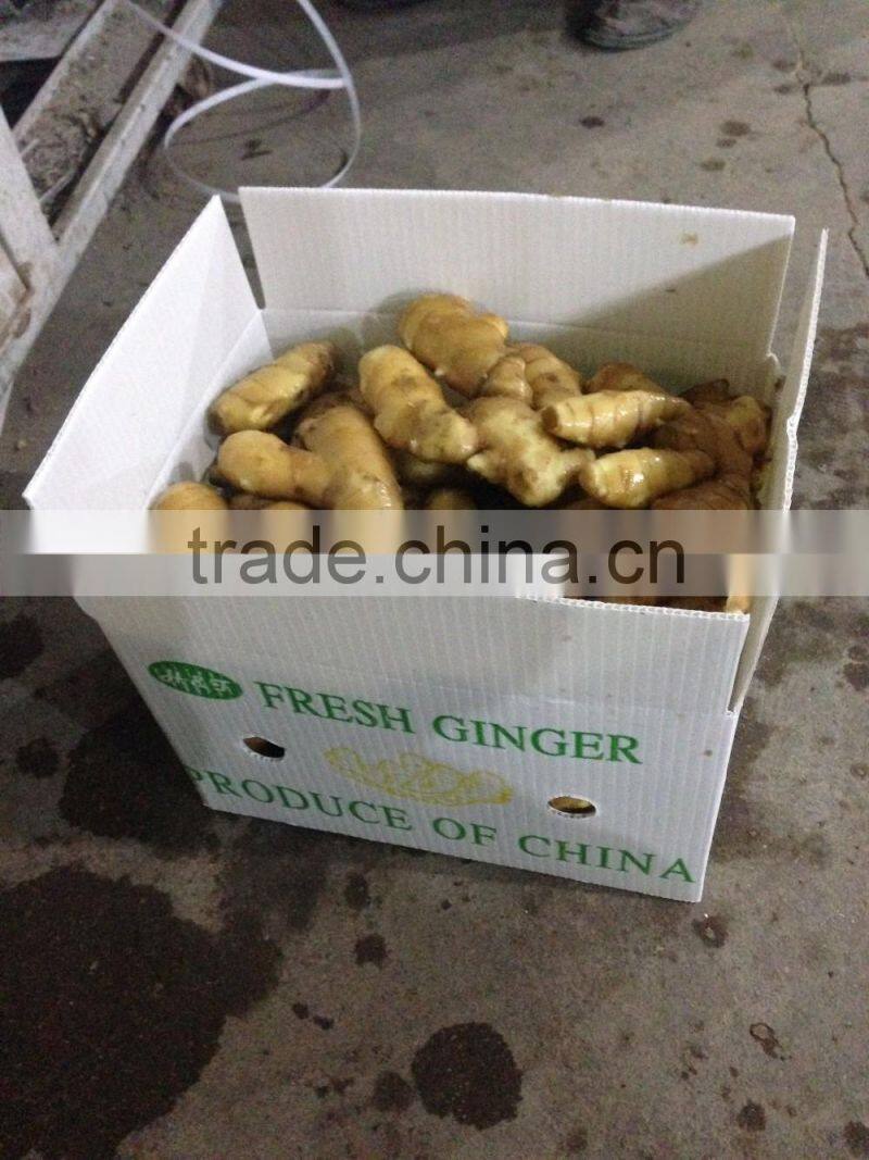 Big Size Yellow Fresh Ginger From China