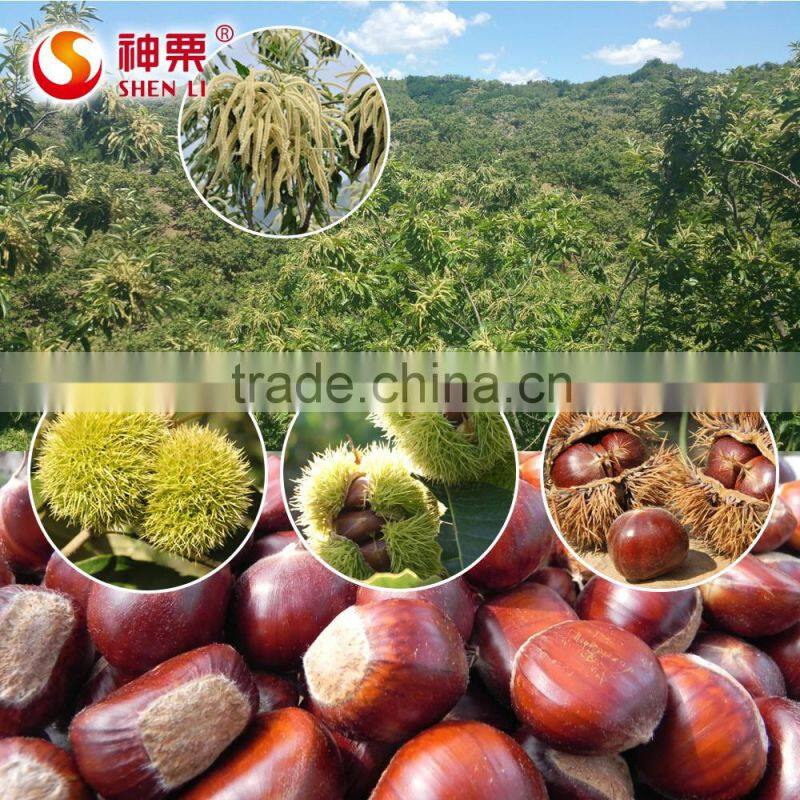 2016 Hot Sale Sweet Fresh Chestnut in Shell for Wholesale
