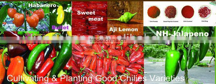OEM Produce Sambal & Saus Cabai HOT CHILI Peppers Sauce/Paste