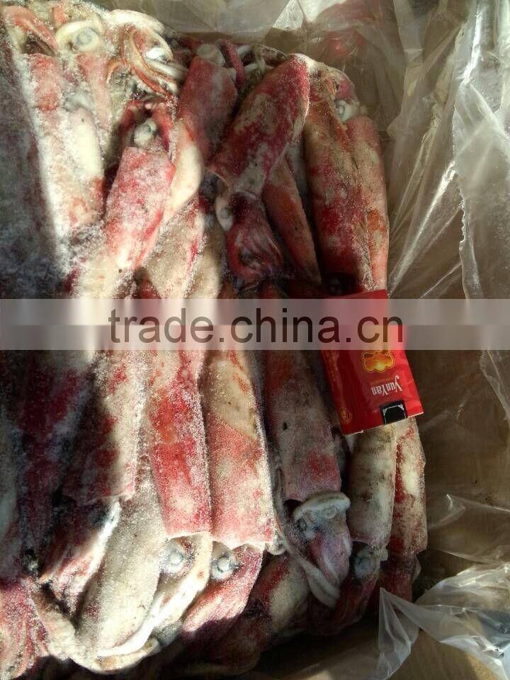 loligo squid and illex