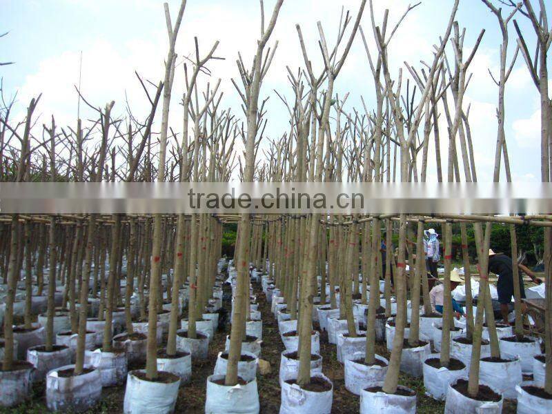 Tabebuia flower outdoor plants