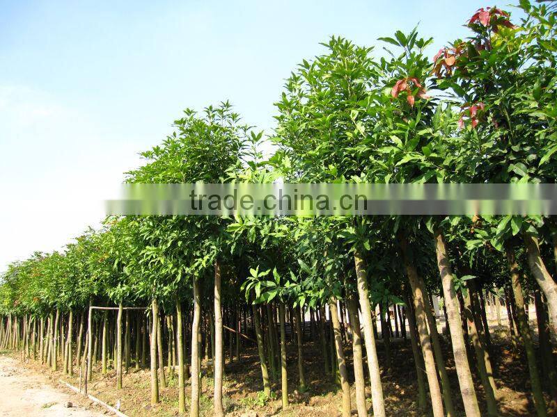 Mangifera indica tropical fruit trees