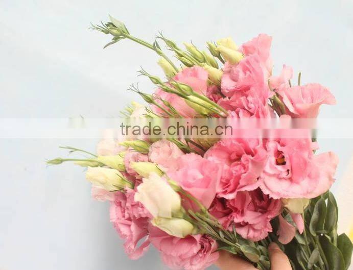 Professional High Quality Fresh Cut Flowers Multicolor Eustoma Flower Bulk Sale From Yunnan,China
