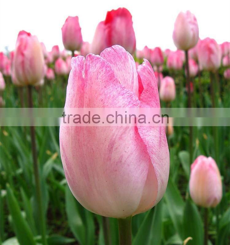 names of flowers large head bright pink tulip used for decoration
