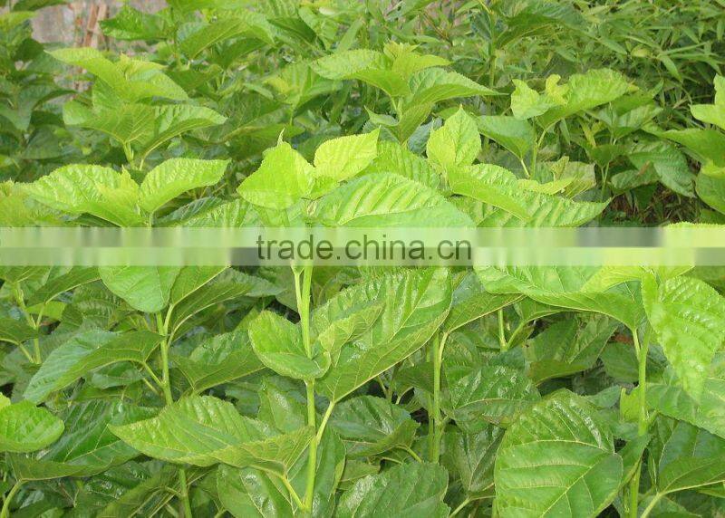 hamdard medicines sang ye dried Mulberry leaf