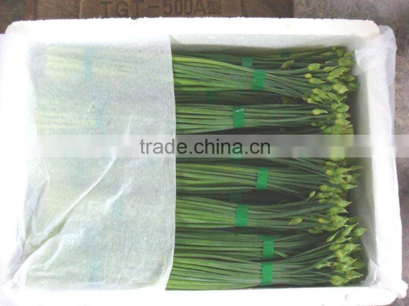 2015 new arrival hot sale fresh onion flowers from professional factory