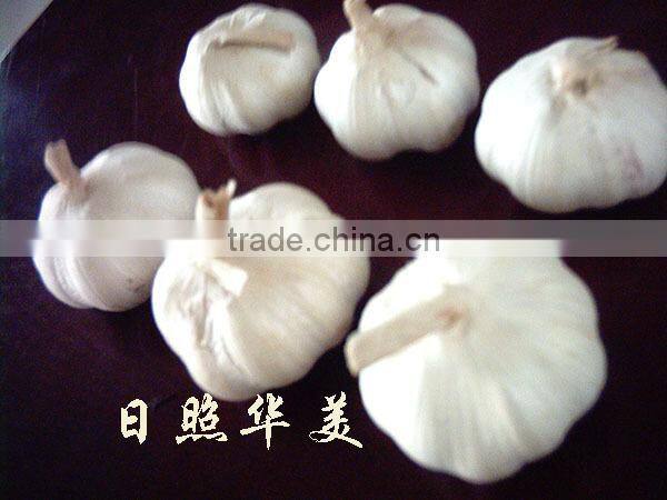 new crop high quality fresh garlic directly supply