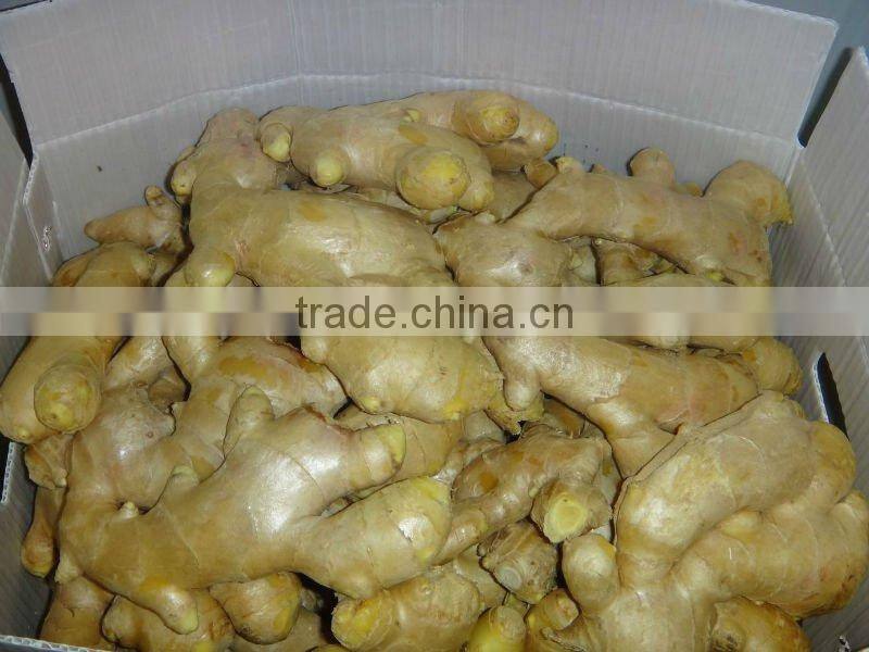 Yellow color fresh ginger