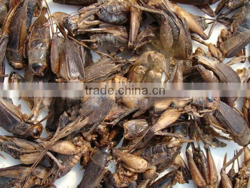 Dry cricket fish food
