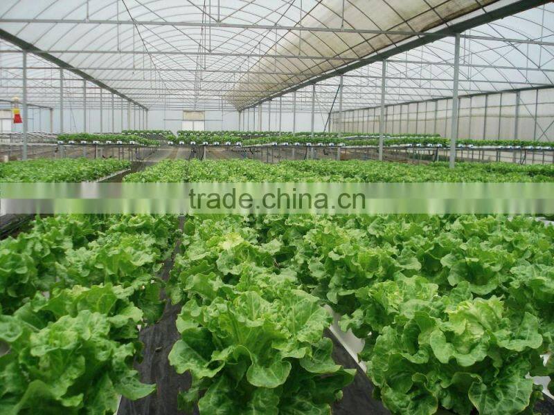 Arch anti-freezing solar greenhouse