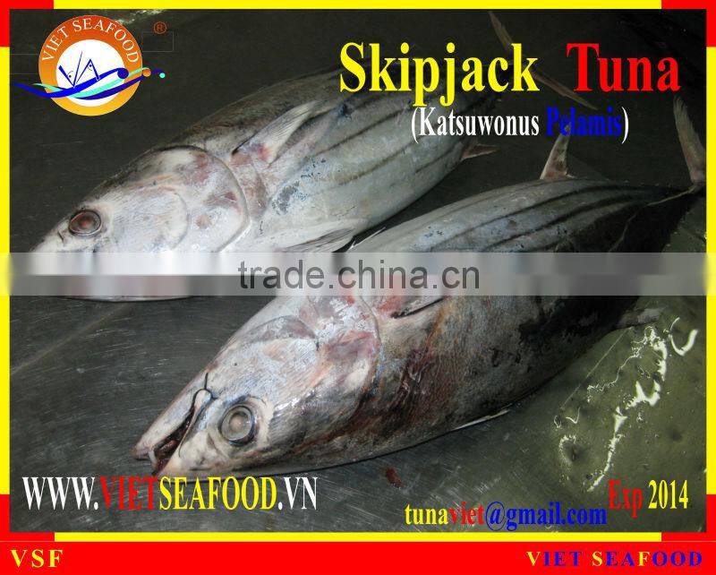 FROZEN W/R SKIPJACK TUNA