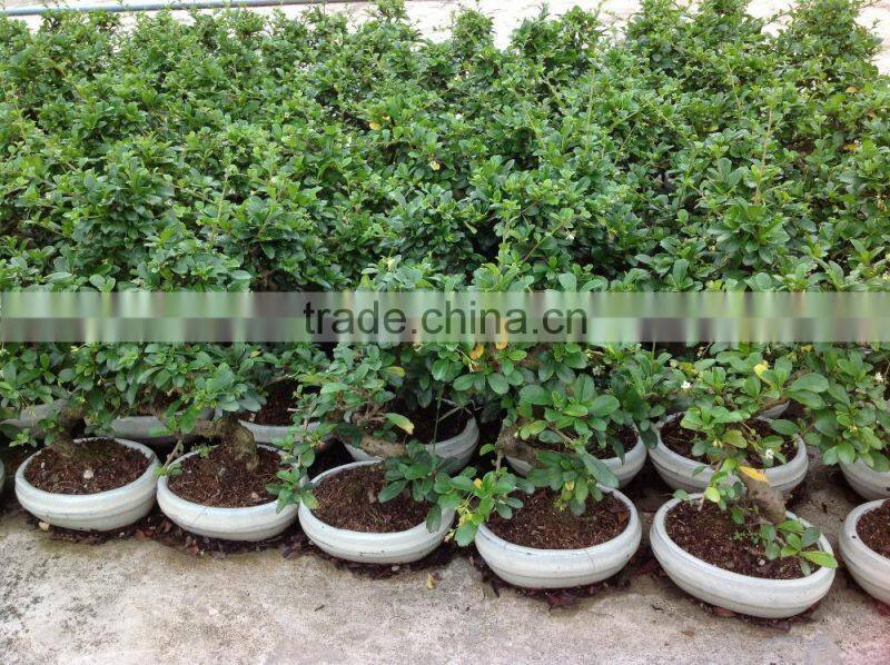 S Shape Small Indoor Bonsai Carmona Bonsai tree (Fukien Tea)