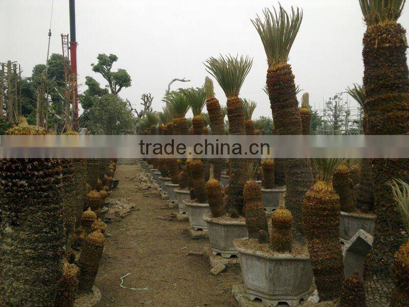 group cycas multi-trunks