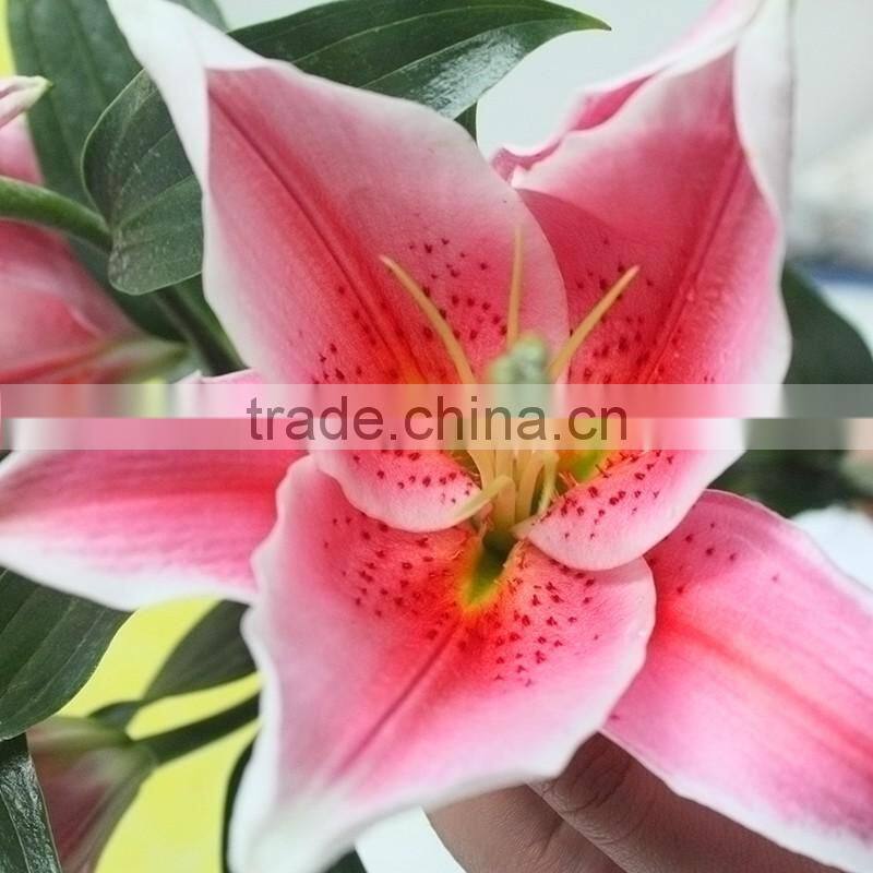 Spray Head Fresh Cut Flower White Lily From YunNan Lilium Flower