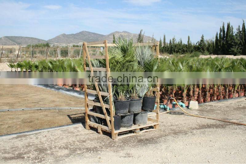 Bismarckia Nobilis - from 75/100 plant height in 8 liters pot
