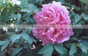 Tree Peony Plant Root