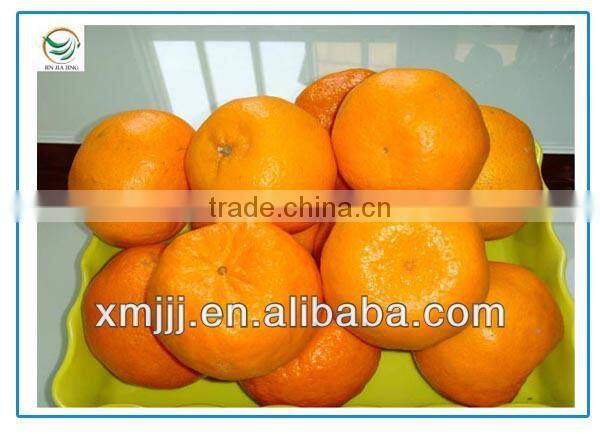 natrual rippen Yongchun Oranges