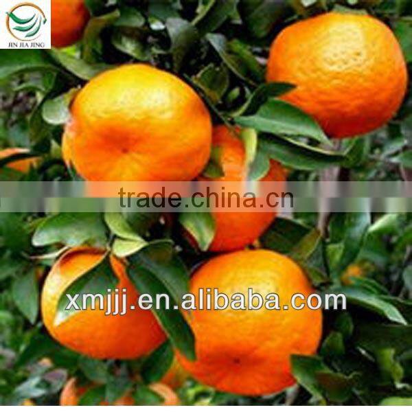 fresh mandarin orange citrus fruit