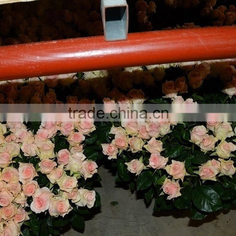 Fresh Cheapest purple violet bouquets