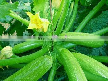 Lvtiao 2 light green smooth skin summer squash seeds