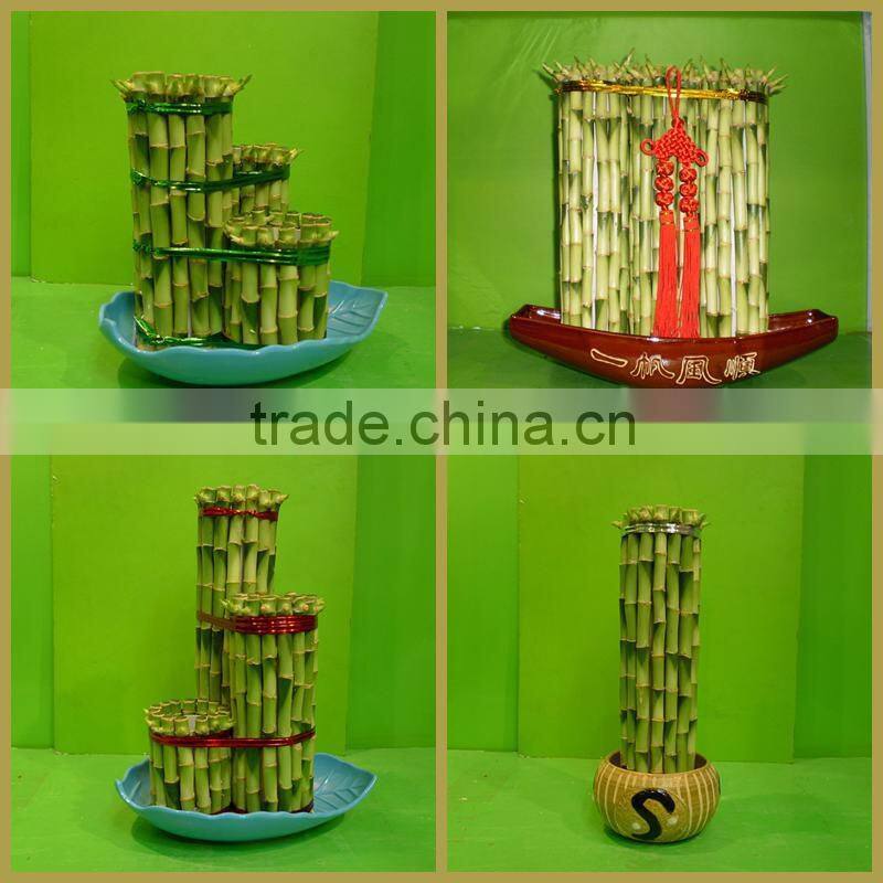 DRACAENA SANDERIANA 10cm-80cm straight lucky bamboo bonsai hot sale in USA market indoor ornamental water aquatic plants