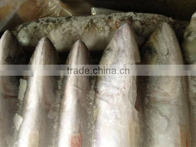 Frozen whole round mackerel size 200-300g/pcs for sale