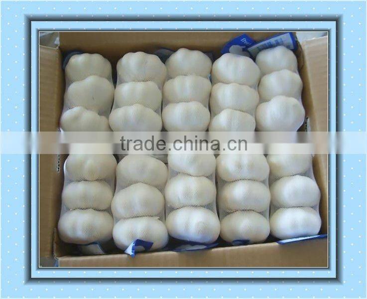 chinese fresh garlic