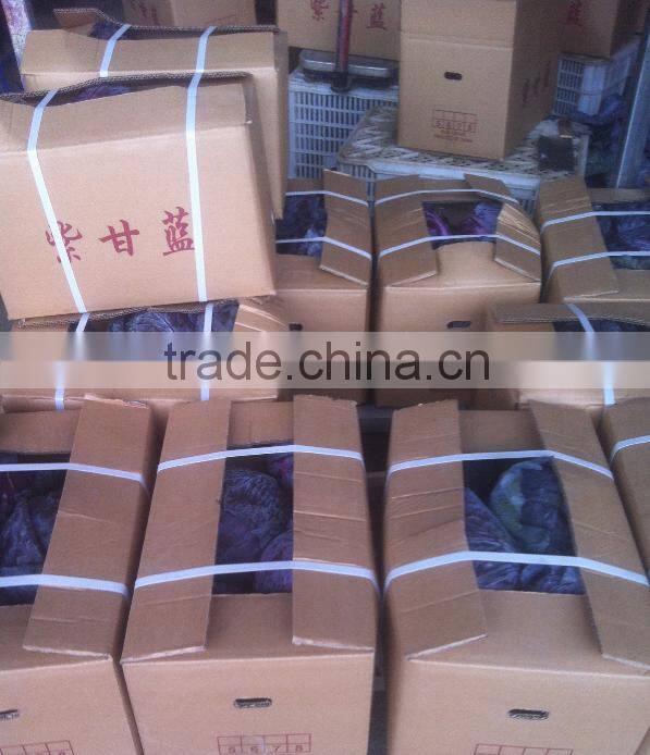 Fresh purple cabbage/price for red cabbage