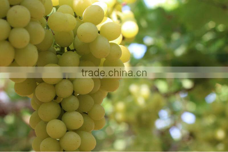 FRESH SWEET GRAPES