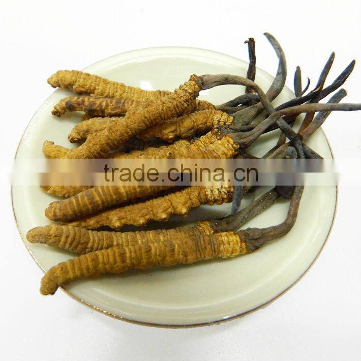 immune Cordyceps tea anti-fatigue 100% natural organic