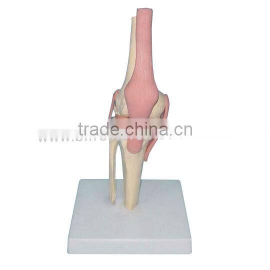 Knee Model