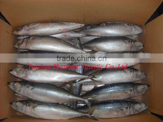 Frozen seafood seaction